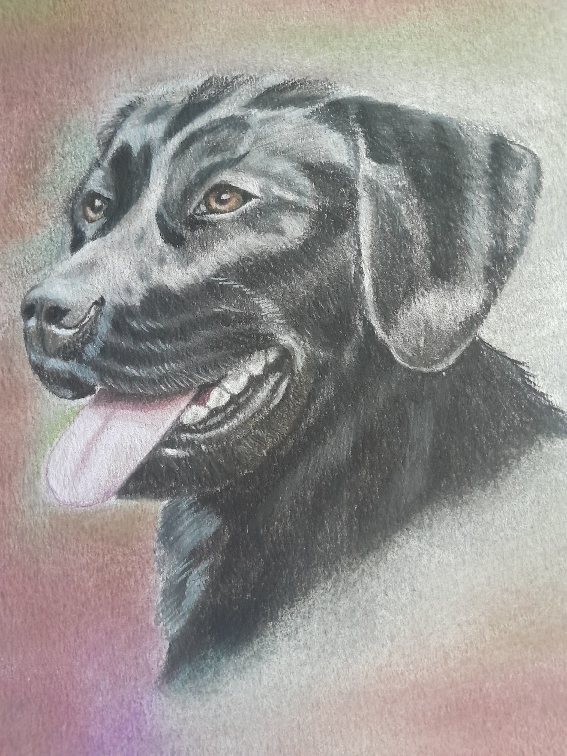 Handgetekende swart hond-portret
